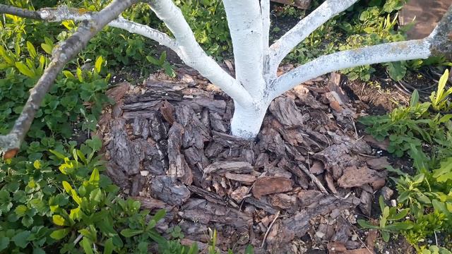 Обрезка и уход за корнем дерева из стружки и коры смотреть онлайн