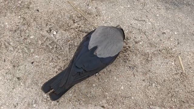 Очередная встреча с забавной вороной 5, Ейск Лиман Smart Crow смотреть онлайн