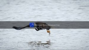 Эта мелодия лечит душу!!!