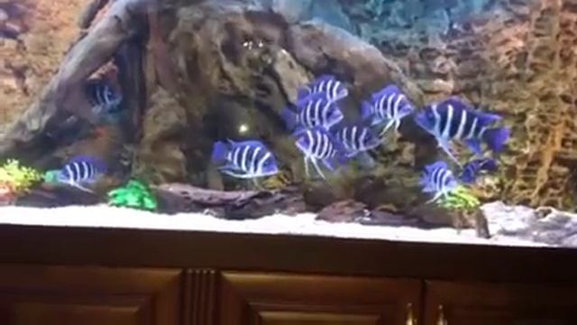 Фронтоза Blue Zaire Mikula смотреть онлайн