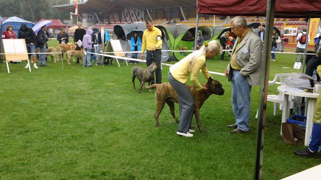 CACIB.26.08.2012.Bialystok.Corso Nonparel Berenika Canario+Pradera's Abella(Cham.Class) смотреть онлайн