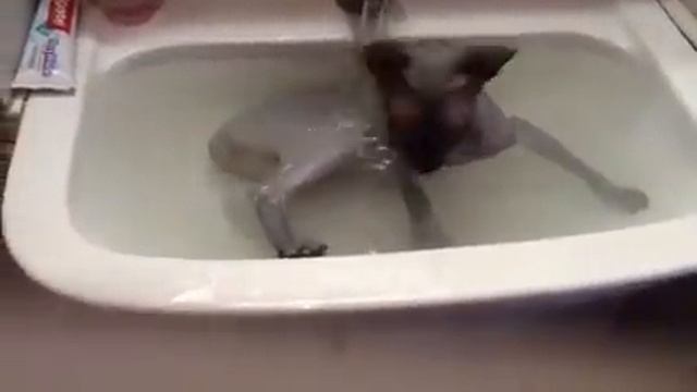 Кот Чуча кайфует в раковине с водой смотреть онлайн