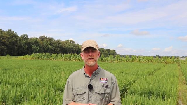 Row Rice Virtual Field Day soybean disease presentation by Dr. Trey Price. смотреть онлайн