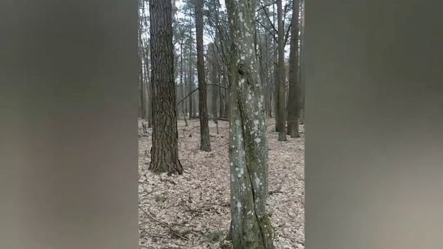 #51 Деревья скрученные в косичку. Йети. Снежный человек. Леший. Bigfoot смотреть онлайн