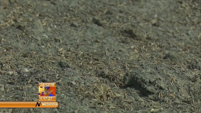Granma cierra el 2019 como la mayor productora de arroz de Cuba смотреть онлайн