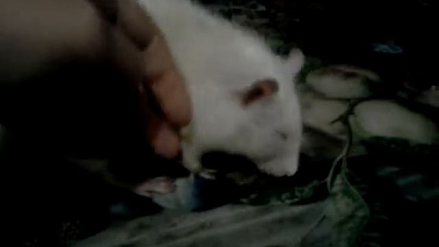 Крыс скрежещет зубами смотреть онлайн