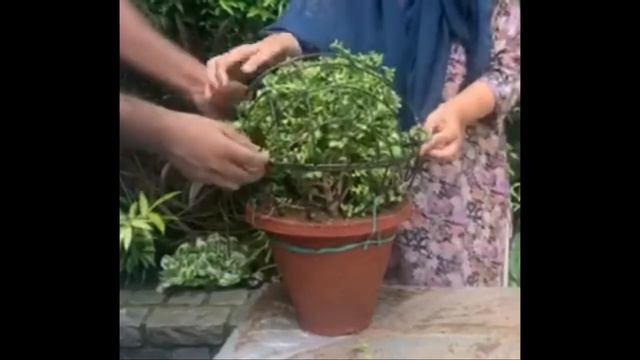 My Garden - Jade Plant Round Ball смотреть онлайн
