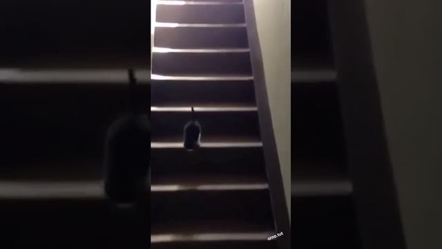 Видео,приколы,юмор,смех смотреть онлайн