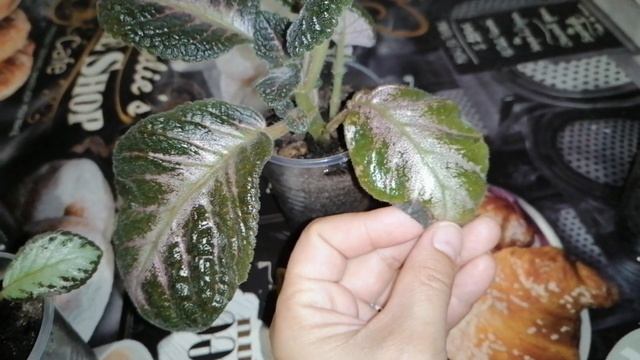 Эписция. Начало коллекции. Октябрь 2020 г. Комнатные цветы. смотреть онлайн