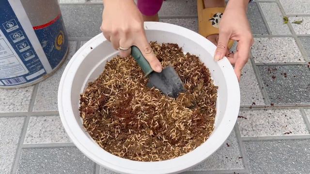 Unique ideas for your summer garden How to propagate and grow purple chrysanthemums смотреть онлайн