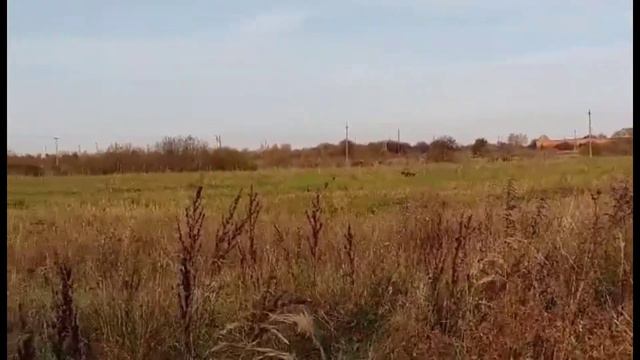 волок качки ягдтер'єр Орбіта KAF 28.10.22 смотреть онлайн
