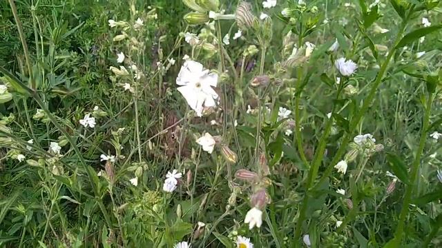 Изжогу, бессоницу, гастрит лечит смолевка белая. Silene latifolia. смотреть онлайн