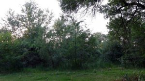 Курский Соловей пение птиц