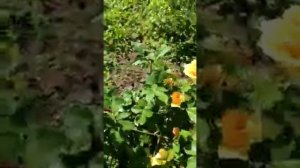 Роза Голден Зест и Восточный Экспресс