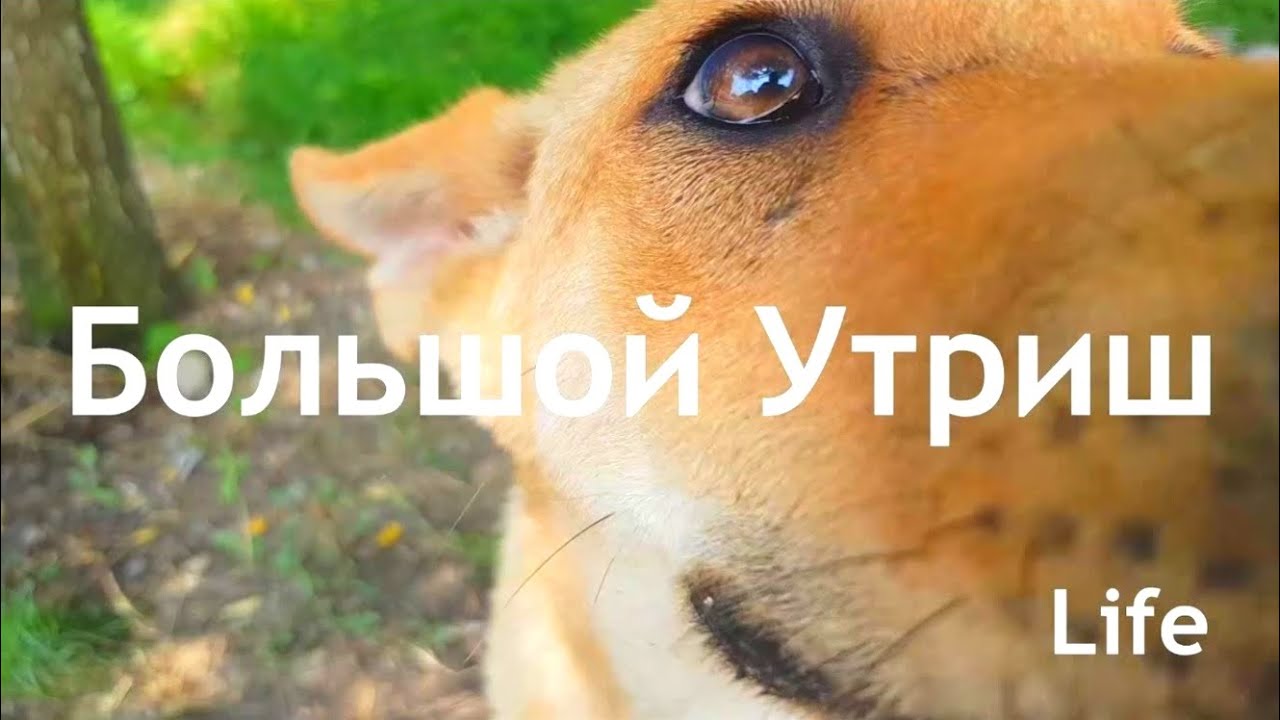 #12 Большой Утриш Life.mp4 смотреть онлайн