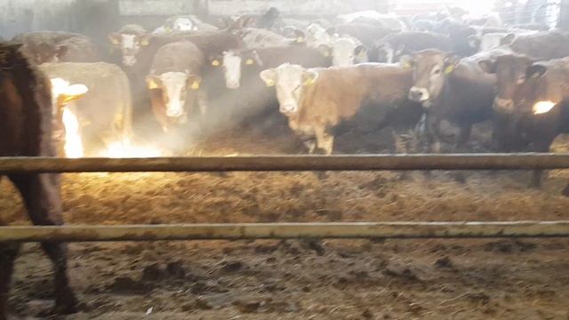 Лимузин, Герефорд, Симментал бычки на доращивание. Limousine, Hereford, Simmental Rearing Bulls