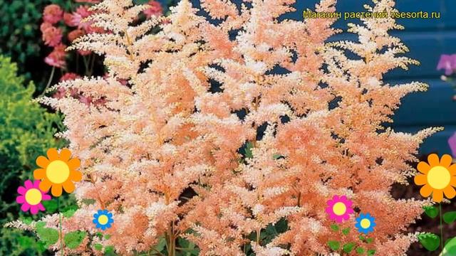 Астильба японская Пич Блоссом. Краткий обзор, описание характеристик astilbe japonica Peach Blossom смотреть онлайн