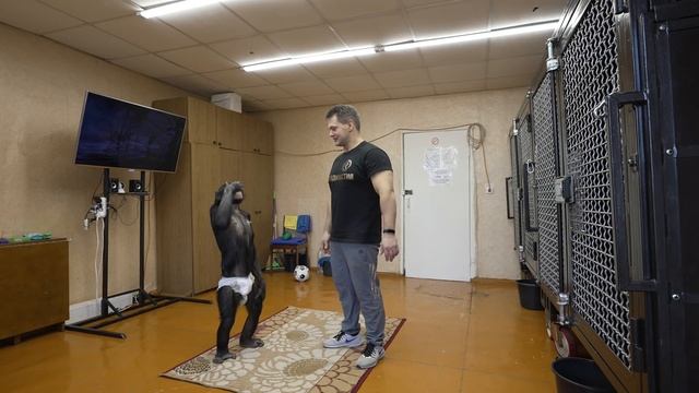 Занимаюсь при грыже позвоночника | Тренировка с обезьяной | Шимпанзе Боня снова на кухне! смотреть онлайн