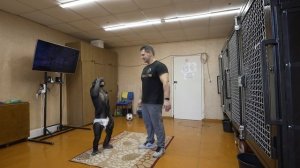 Занимаюсь при грыже позвоночника | Тренировка с обезьяной | Шимпанзе Боня снова на кухне!