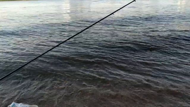 Рыбалка | Судак на реке Нева - 10 км от Санкт-Петербурга | Чемпион Берлина смотреть онлайн