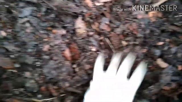 Как посадить Голубику на даче / Голубика сорт Дюк смотреть онлайн