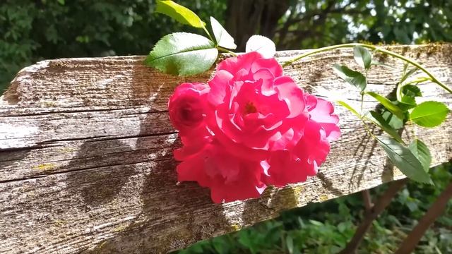 Роза и старый забор - Rose and old fence смотреть онлайн