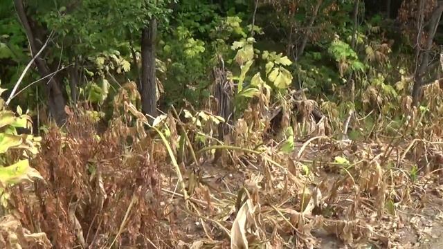 Как травят ядовитый борщевик Сосновского в Перми. смотреть онлайн