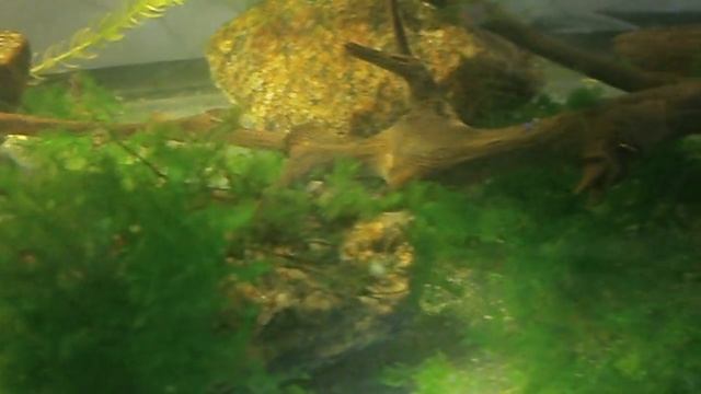 Креветки Тигры,кормление(shrimp Tigers,крэветкі Тыгры,Aquarium Garnelen Tigers,) смотреть онлайн