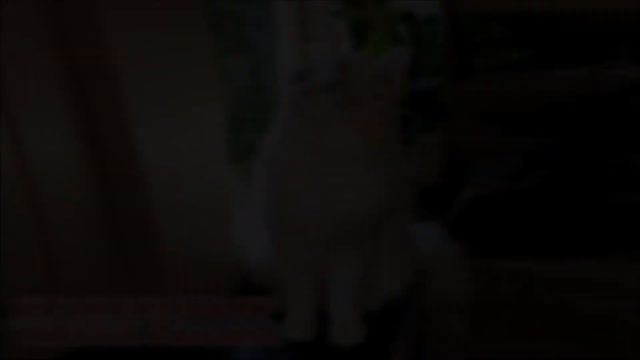 Ragdoll TORTIE w 50 wariantach смотреть онлайн