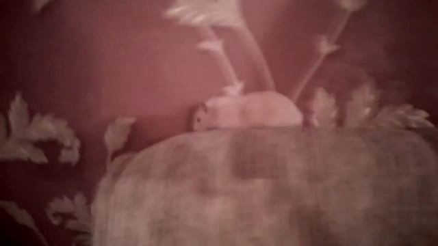 Мой хома быстрее чем феррари. Хома мимими смотреть онлайн