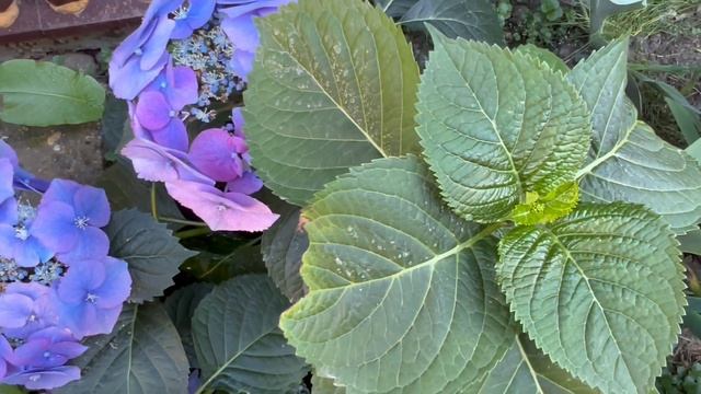 Почему ГОРТЕНЗИЯ теряет голубой цвет. В чем ошибка? Опыт Анжелики смотреть онлайн