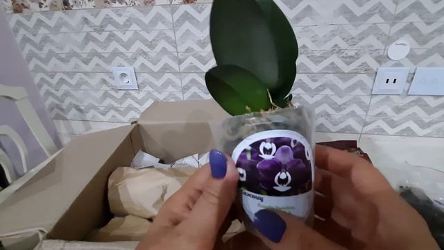 Распаковка посылки с орхидеями. смотреть онлайн