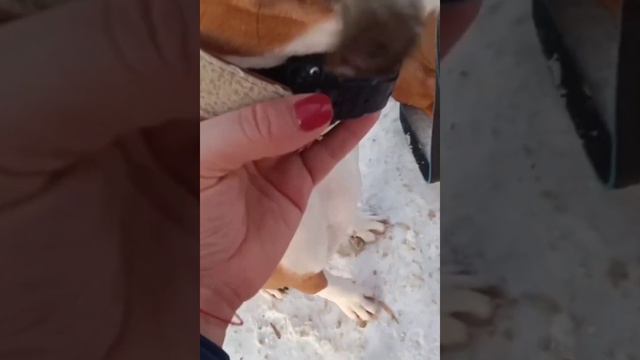 Воспитание Евы #amstaff #amstaffbutch #amstaffeva #dog смотреть онлайн