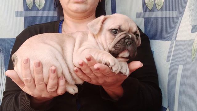 французский бульдог с цветной генетикой смотреть онлайн