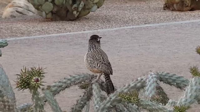 Cactus Wren Video