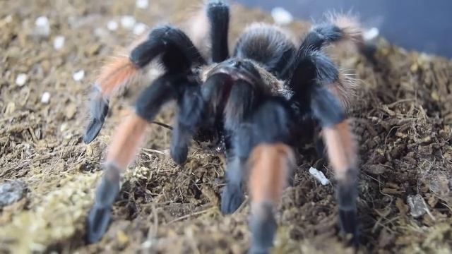 Брахипельма эмилия vs мадагаскарского таракана, Brachypelma emilia смотреть онлайн