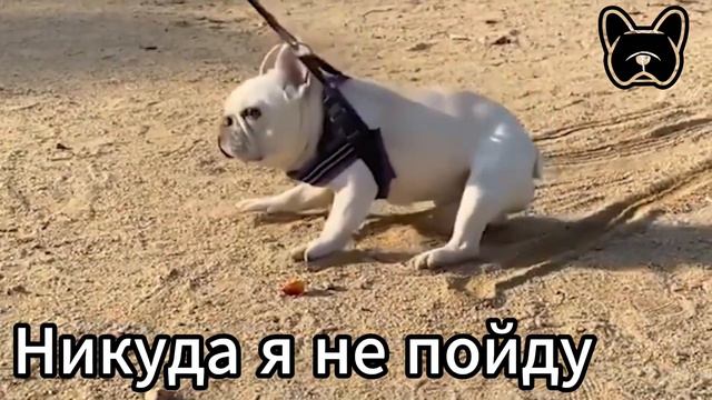СМЕШНЫЕ французские бульдоги #45. Просто попробуй не рассмеяться смотреть онлайн