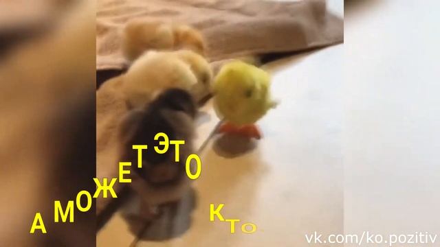 День куриного бога) смотреть онлайн