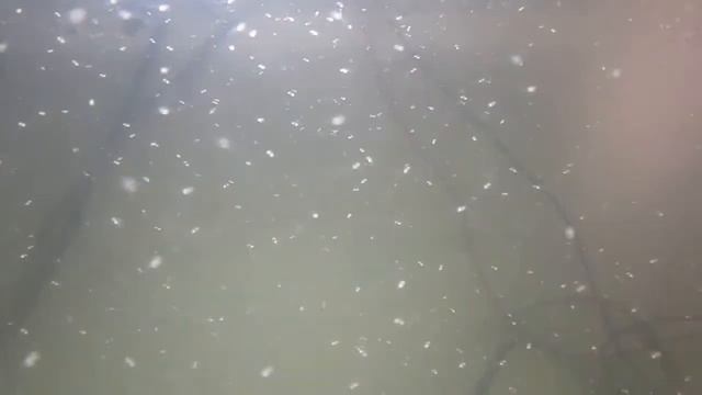 МАЛЁК ГУРАМИ ВТОРОЙ ДЕНЬ. УБОРКА смотреть онлайн