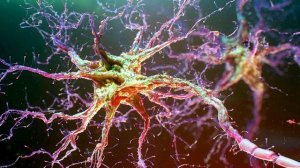 Инозитол (Витамин B8). Польза и действие на организм.