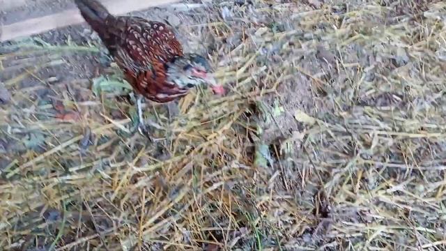 Охотничий фазан-это птица,полученная в результате скрещивания 4 подвидов обыкновенного фазана. смотреть онлайн