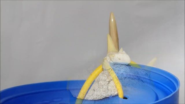 #8036 Otodus obliquus Triple Shark Teeth Eocene, Morocco смотреть онлайн