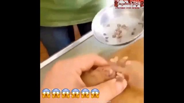 Собачий демодекоз / Dog demodecosis смотреть онлайн