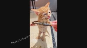 СМЕШНЫЕ ЖИВОТНЫЕ 2023 ЛУЧШИЕ ПРИКОЛЫ С КОТАМИ И CОБАКАМИ