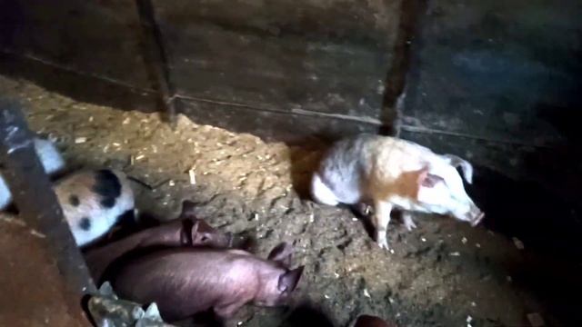 Знакомство с хозяйством || Поросята Поросятки