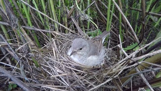 Ястребиная Славка 160613 2 в лопухах 160614GoPro 26 смотреть онлайн