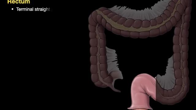 Digestive system смотреть онлайн