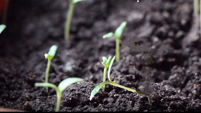 Почему погибла рассада смотреть онлайн