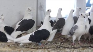 Немецкая чайка черно чистая.  Русские породы голубей. Питомник Харлашина Виктора Ивановича.