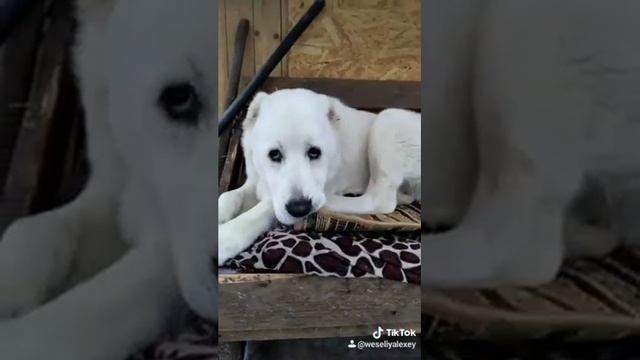 Алабай смотреть онлайн